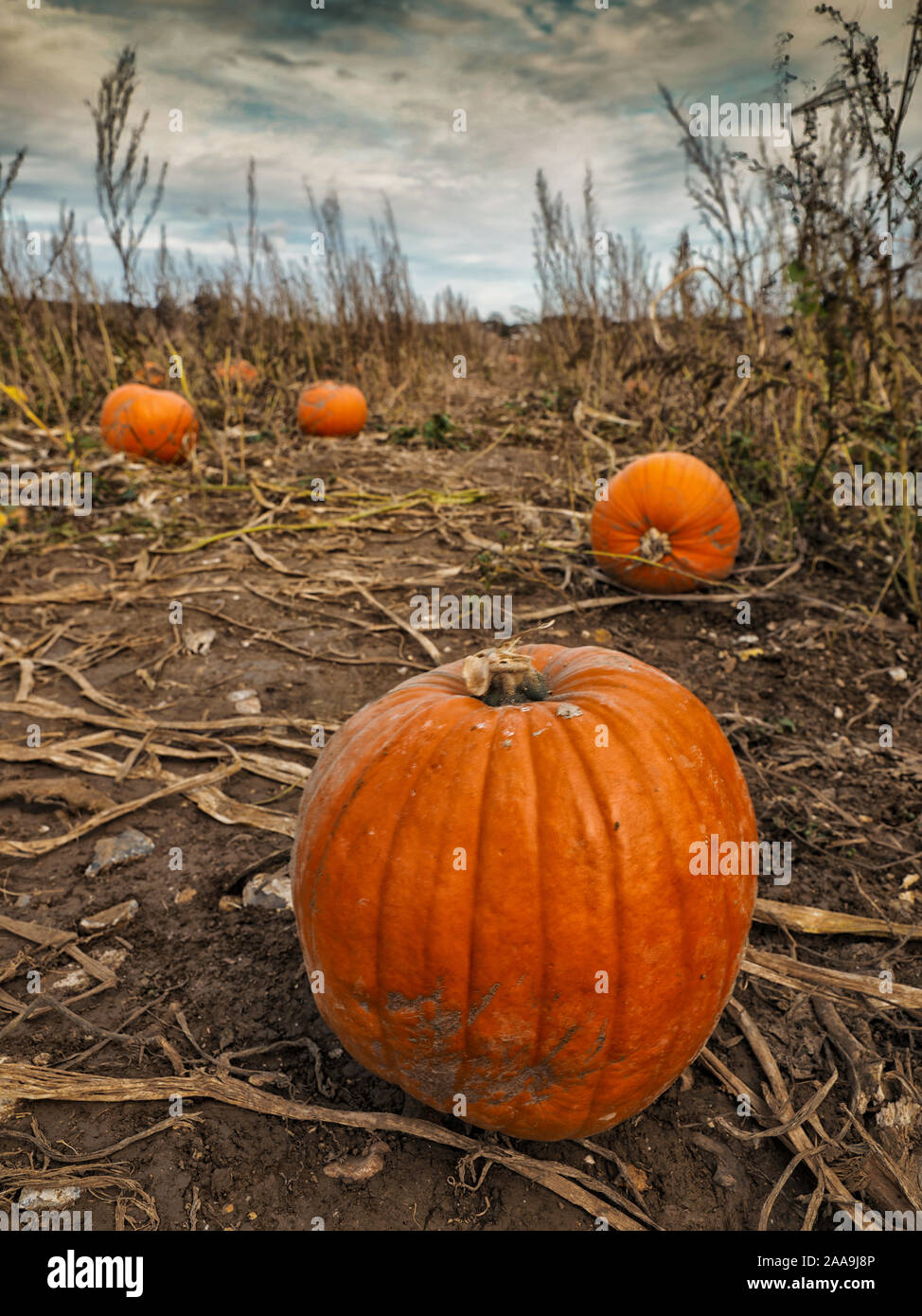 Grand, citrouilles orange s'asseoir dans un champ prêt à être choisi par les clients et sculptées en jack-o-lanternes pour Halloween. Banque D'Images