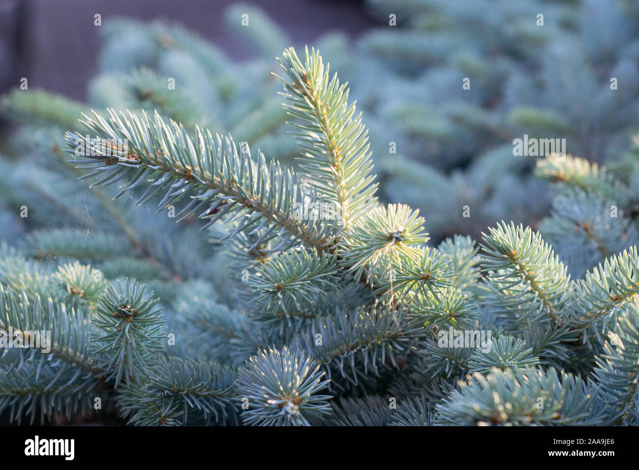 Belle couleur argent bleu l'épinette du Colorado (Picea pungens 'Glauca' ) dans la lumière du soir Banque D'Images