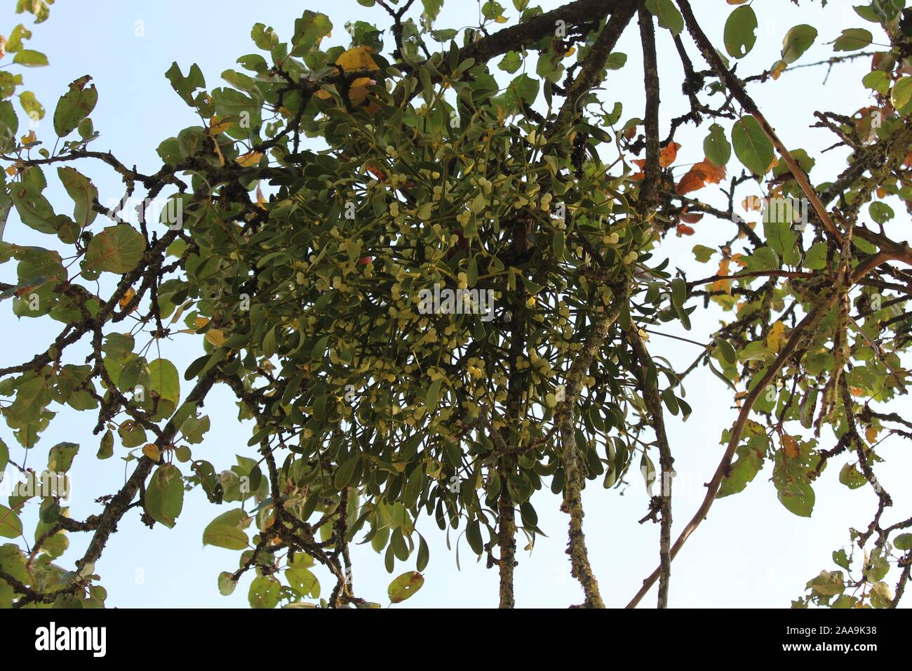 La photo montre un gui sur un arbre Banque D'Images