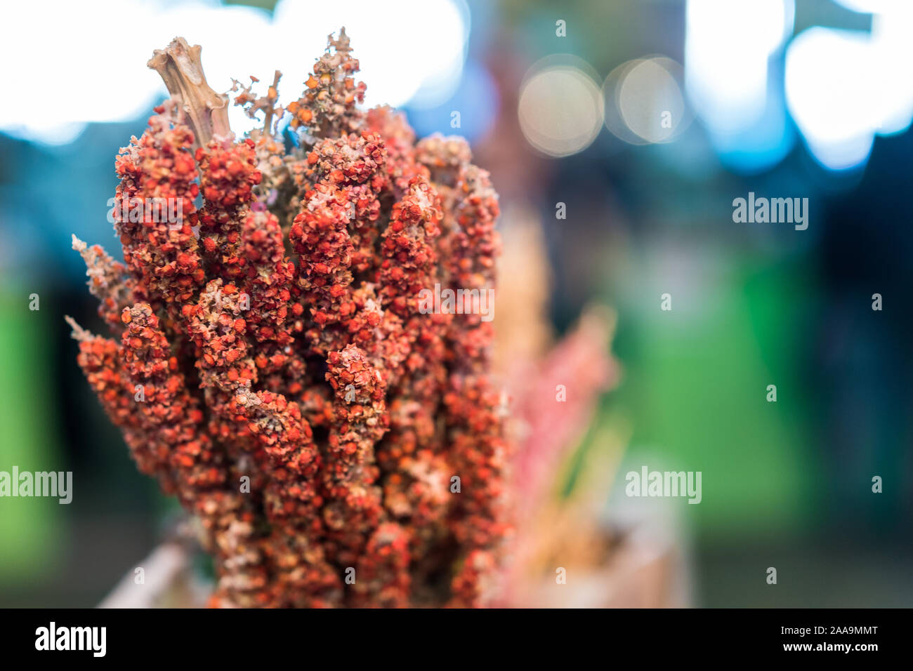 De l'usine de semences de quinoa sur l'affichage à un marché de l'alimentation de rue. Banque D'Images