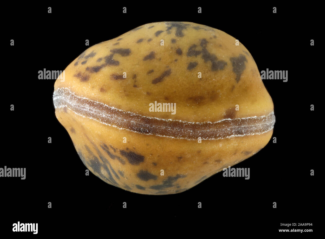 Vicia sepium, Bush vetch, Zaun-Wicke, semences, Close up, la taille de la semence 3-4 mm Banque D'Images