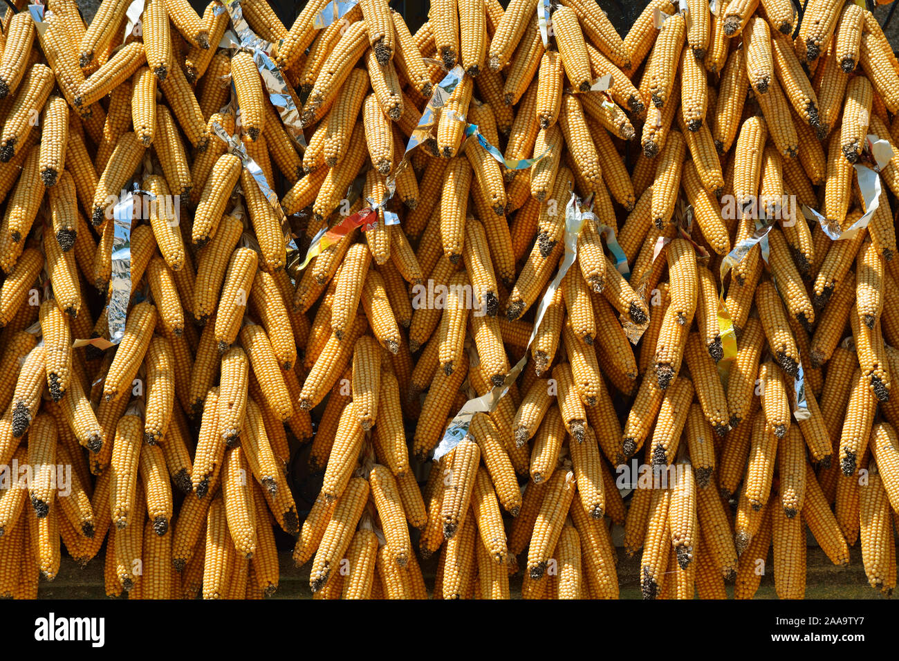 Le maïs présenté pendant les festivités de Tourem. Le parc national de Peneda Gerês, Portugal Banque D'Images