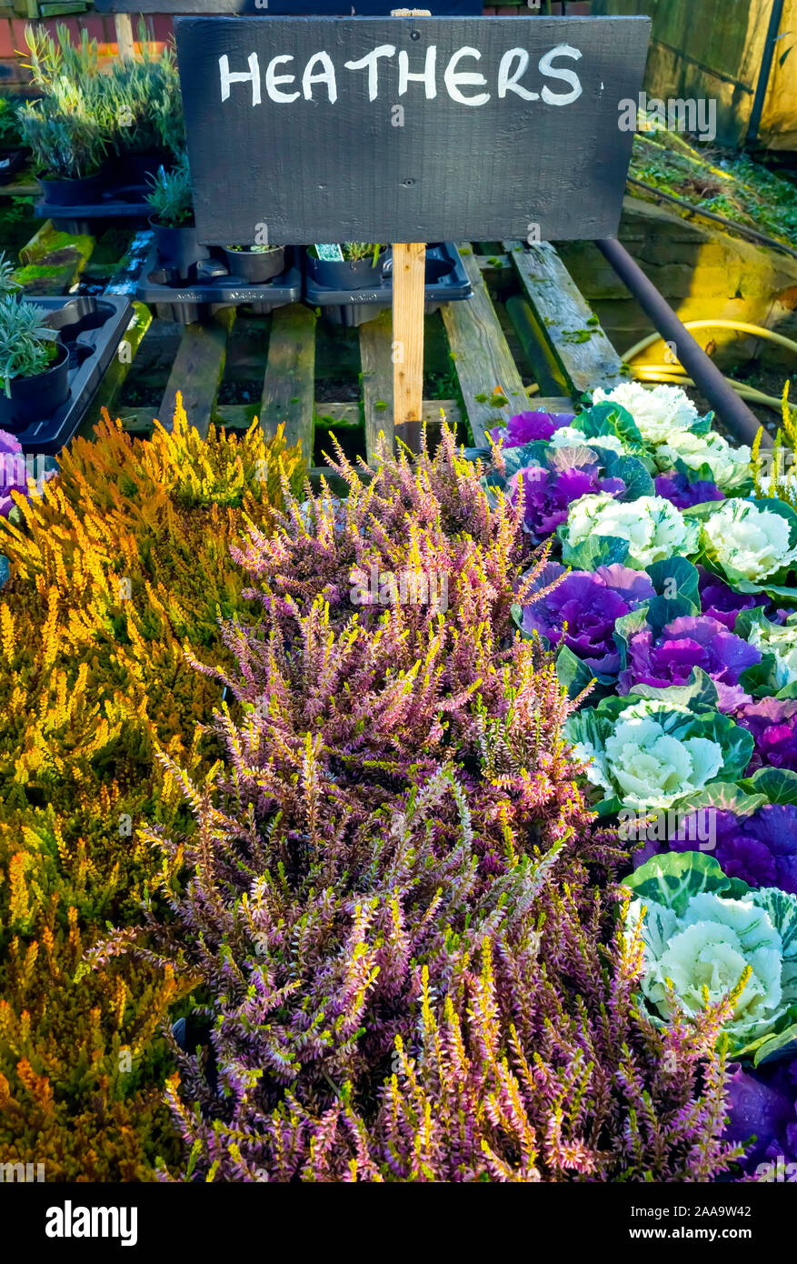 Heather plantes pour la vente dans un centre de jardin en automne 2019 affiche avec couleur d'ornement choux Brassica Banque D'Images
