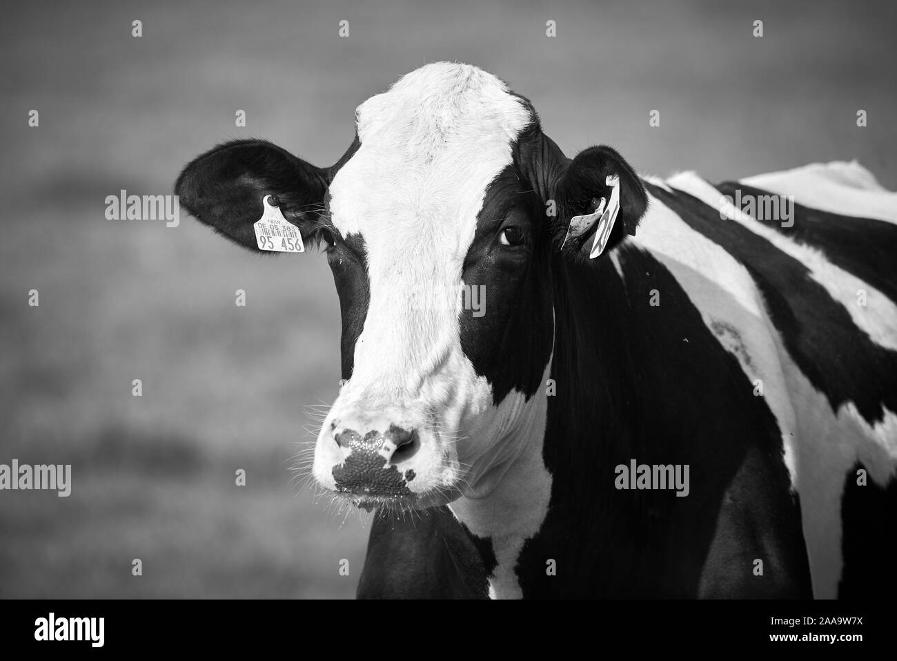 Portrait noir et blanc de la vache Holstein Banque D'Images