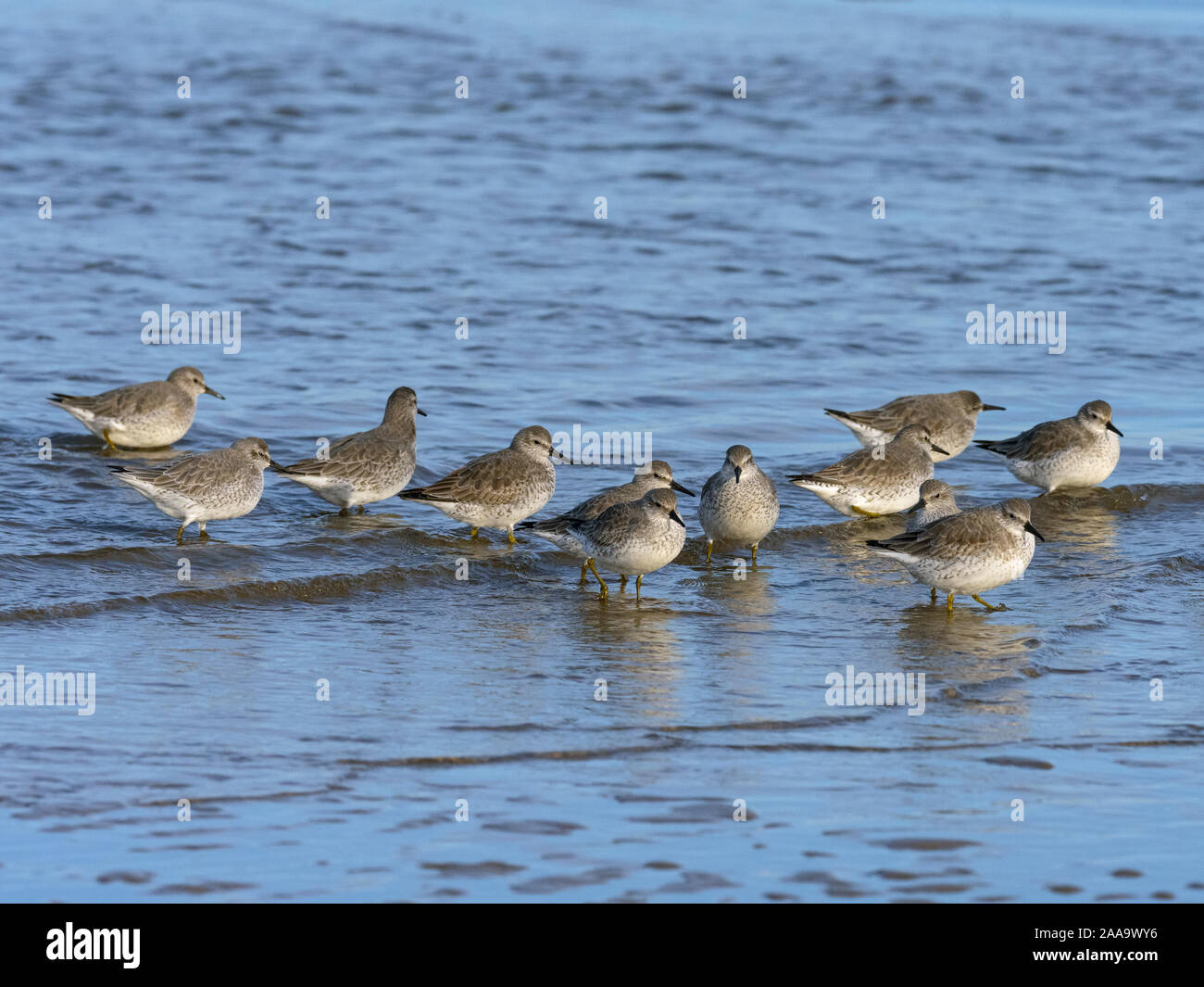 Maubèche Calidris canutus se nourrissant de seashore Titchwell Norfolk Banque D'Images