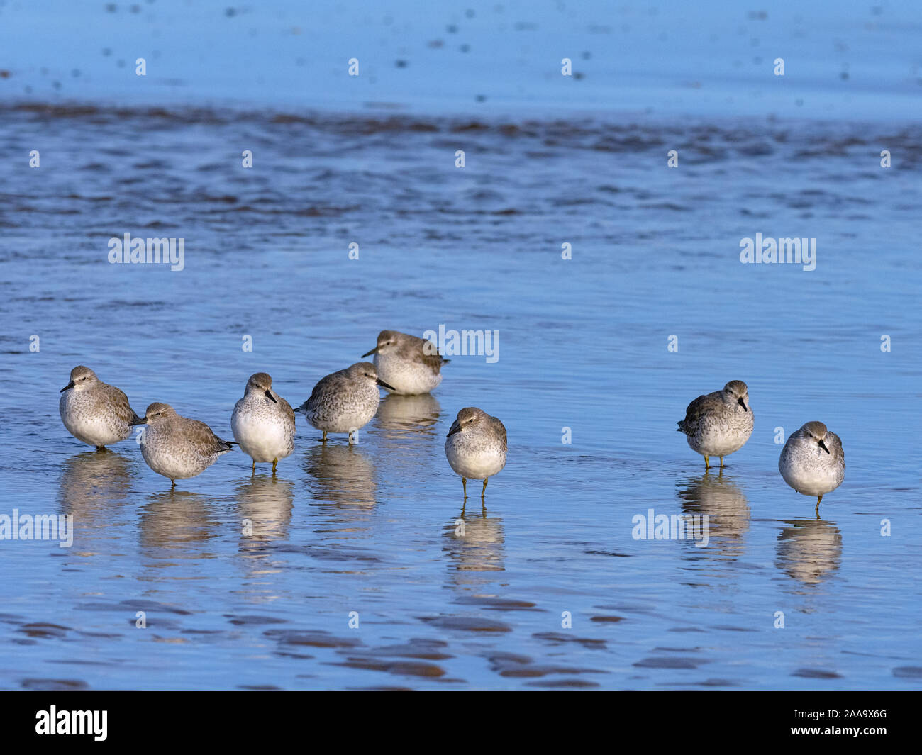 Maubèche Calidris canutus se nourrissant de seashore Titchwell Norfolk Banque D'Images