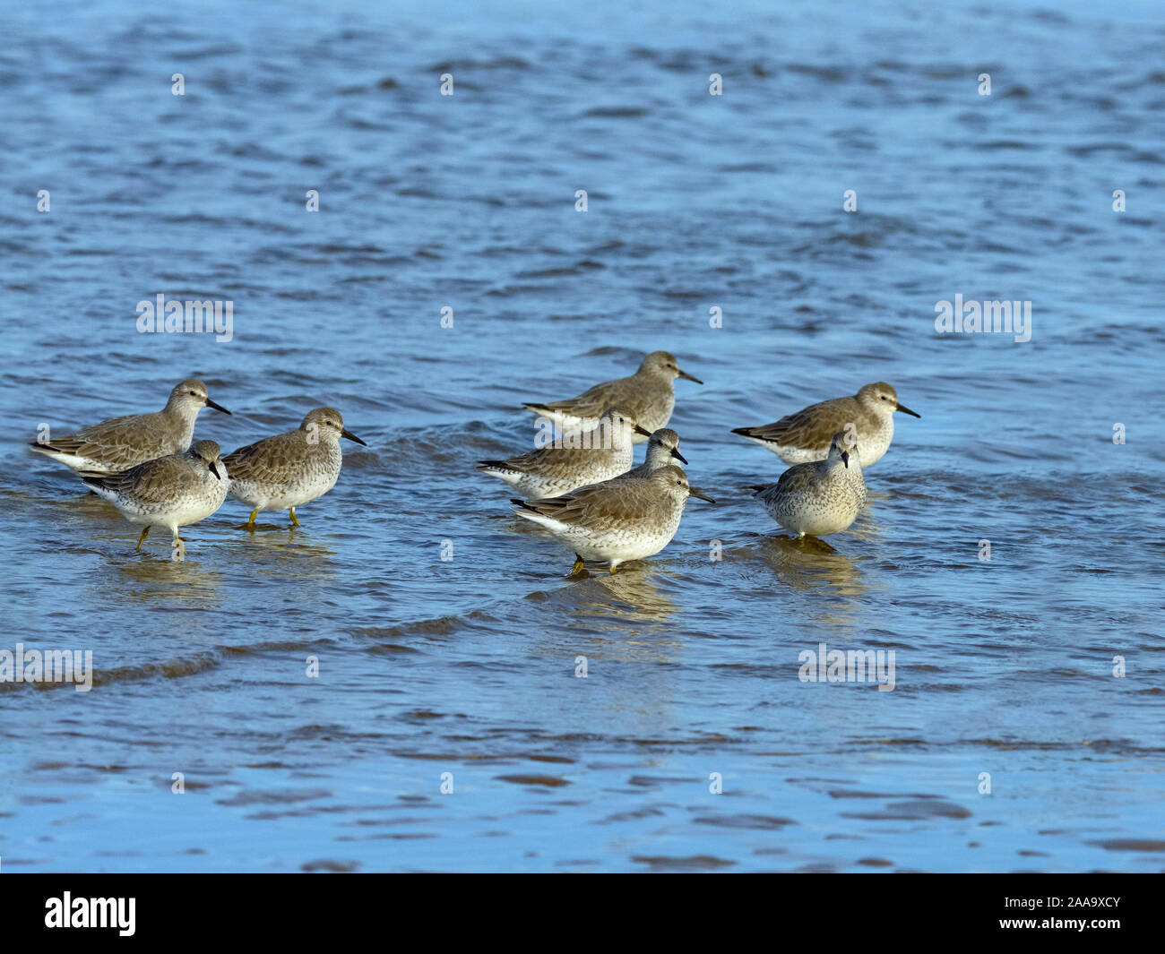 Maubèche Calidris canutus se nourrissant de seashore Titchwell Norfolk Banque D'Images