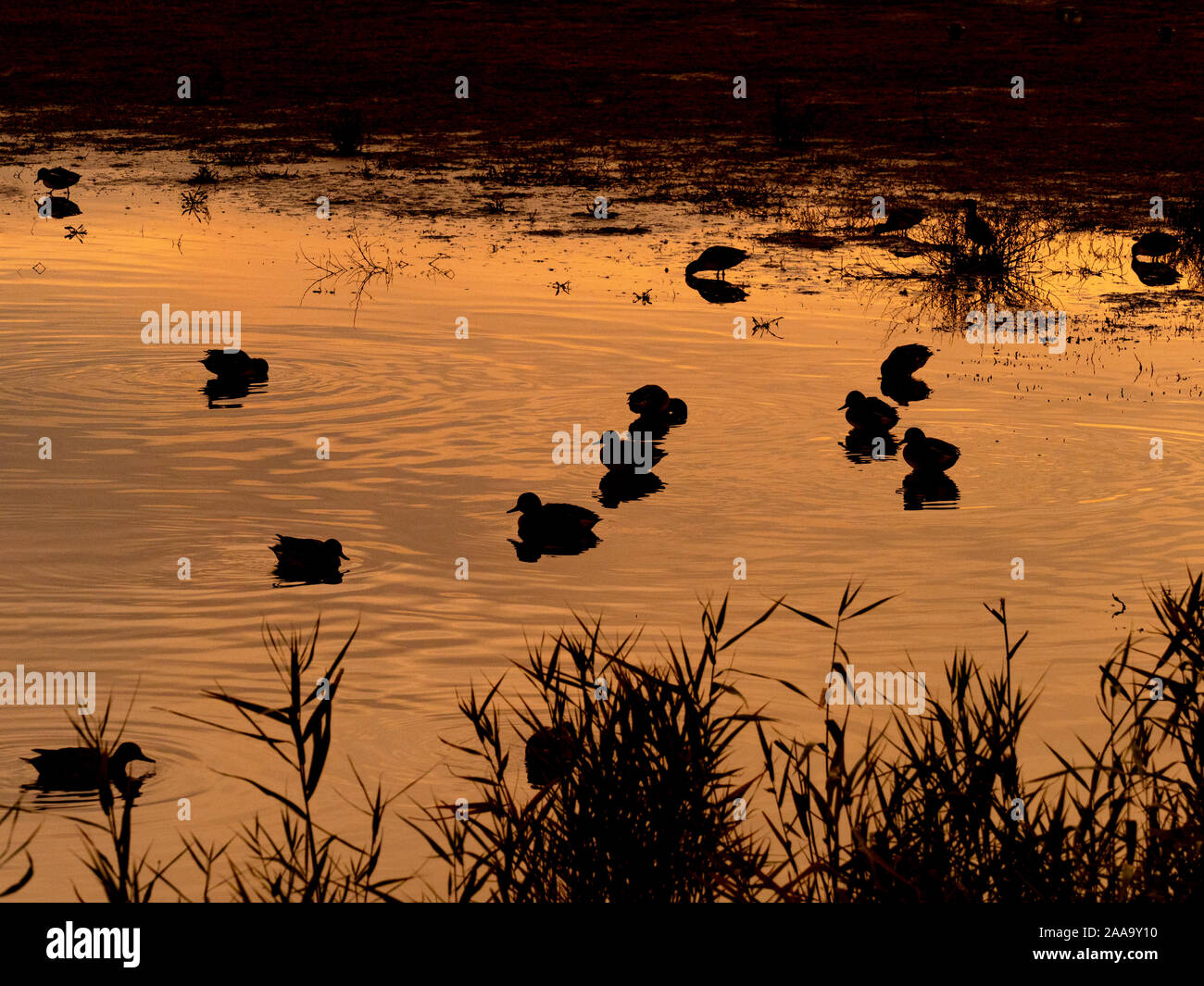 Teal Anas crecca alimentation en eau calme au coucher du soleil Titchwell Norfolk Banque D'Images