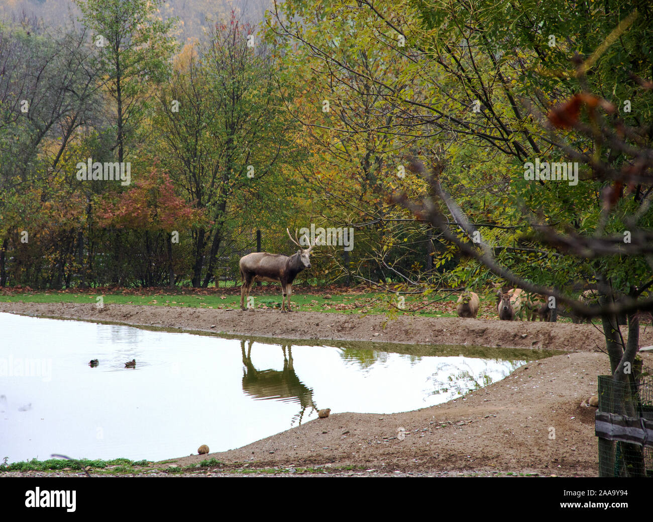 Un cerf du Pere David Elaphurus davidianus, Milu ou, est un mammifère de la famille des cervidés (Cervidés) Banque D'Images