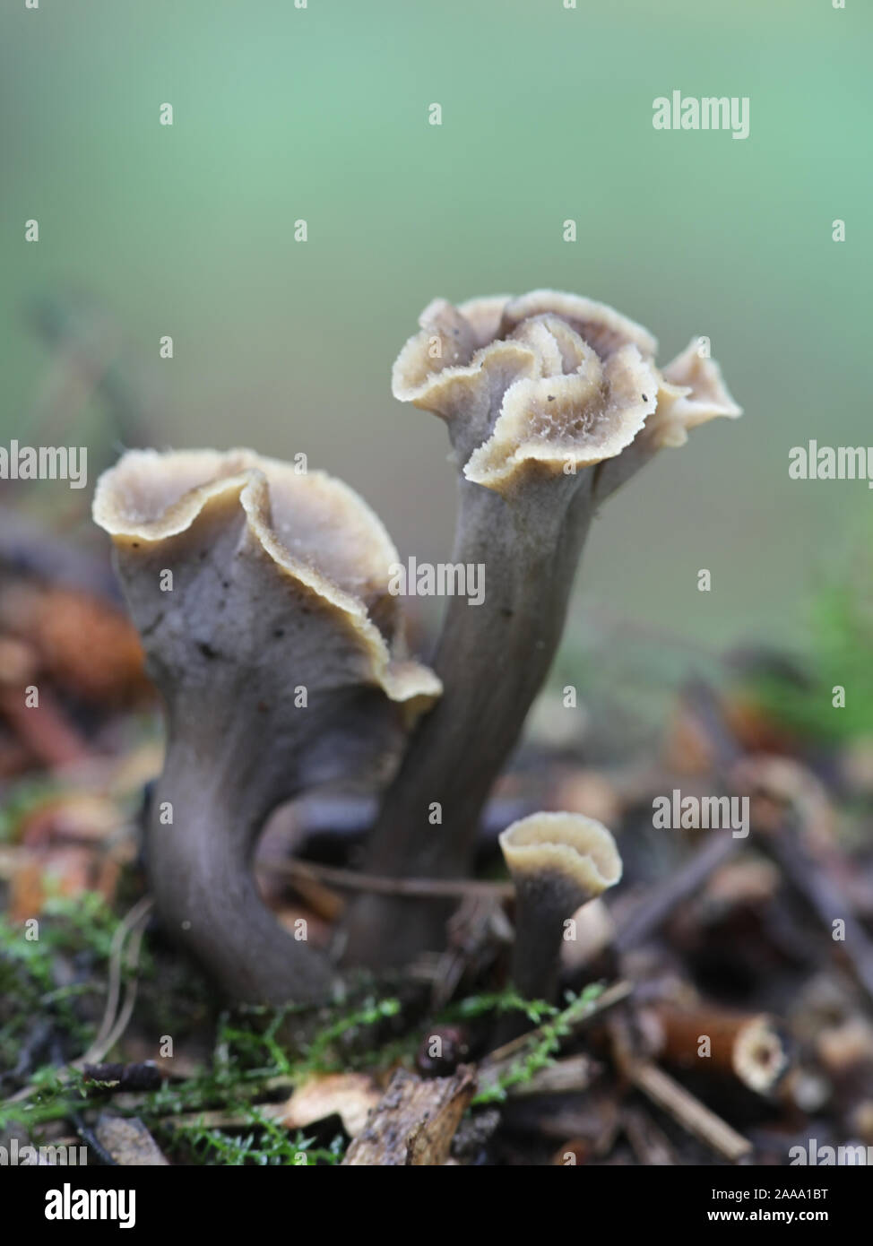 Pseudocraterellus sinuosus Banque de photographies et d’images à haute résolution Alamy