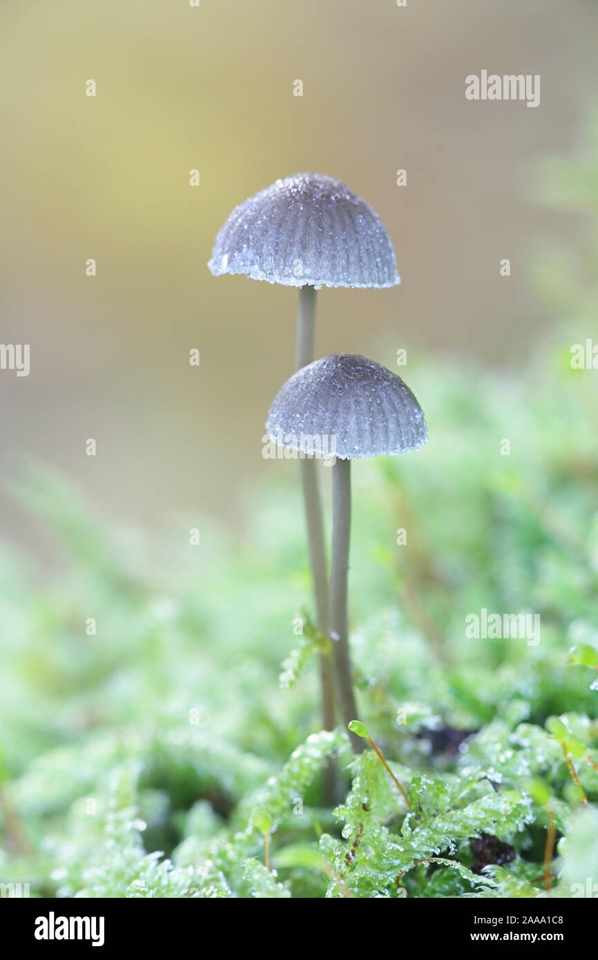 Mycena erubescens, connu sous le nom de mycena amer, poussant sur le tronc Mossy Oak en Finlande Banque D'Images