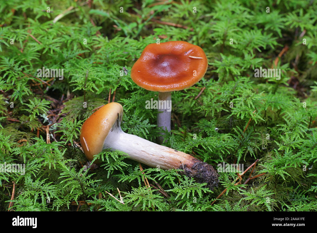 Cortinarius collinitus, connu comme le Blue-Girdled Webcap de champignons sauvages, Finlande Banque D'Images