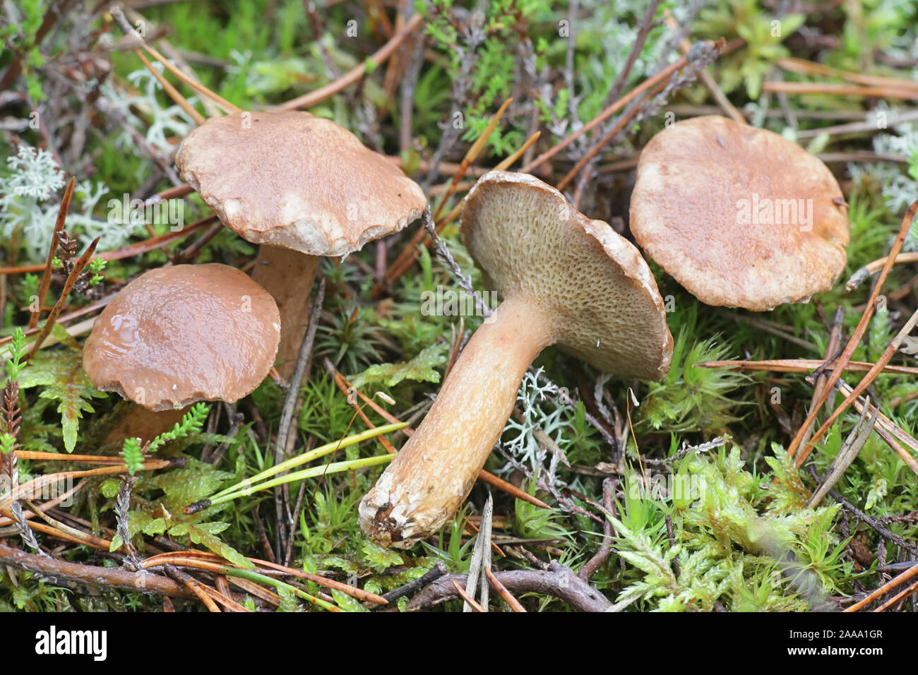 Suillus bovinus, connu sous le nom de Jersey ou de champignons bolets bovine, champignons sauvages de Finlande Banque D'Images