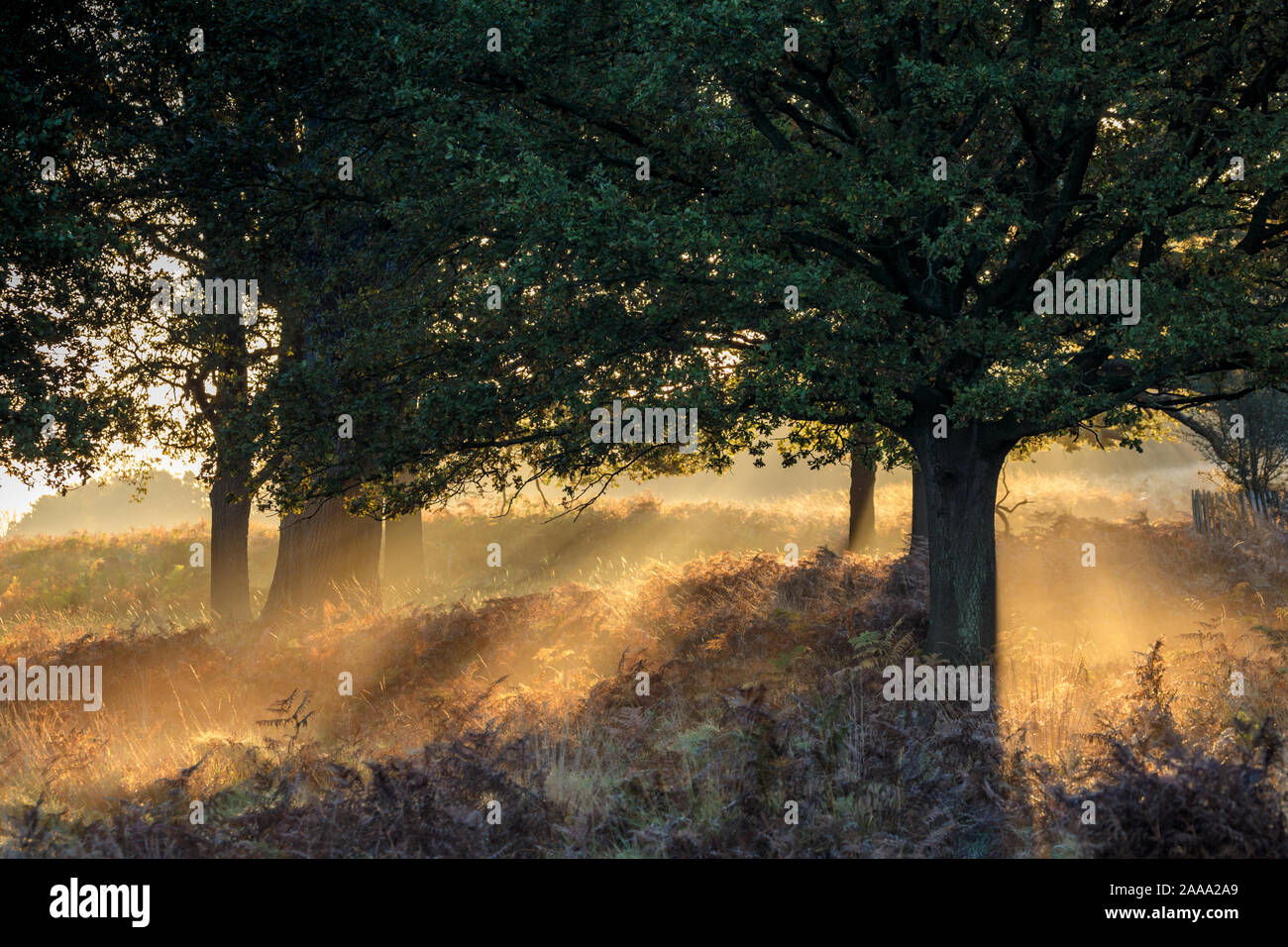 La lumière du soleil du matin d'automne à travers des arbres à Richmond Park, London, UK Banque D'Images