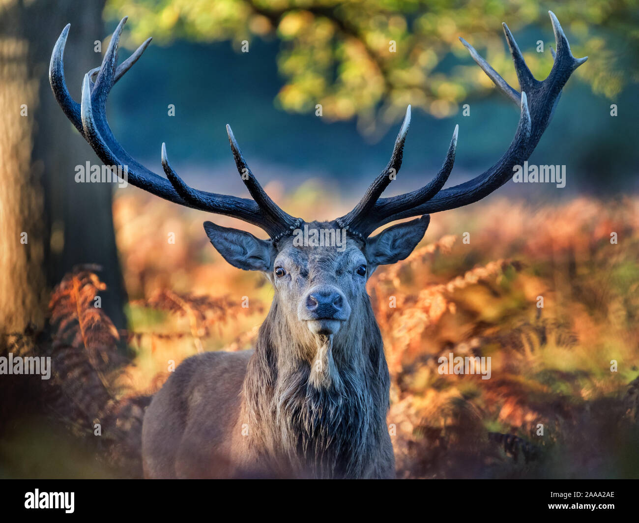 Red Deer stag à Richmond Park, London, UK Banque D'Images