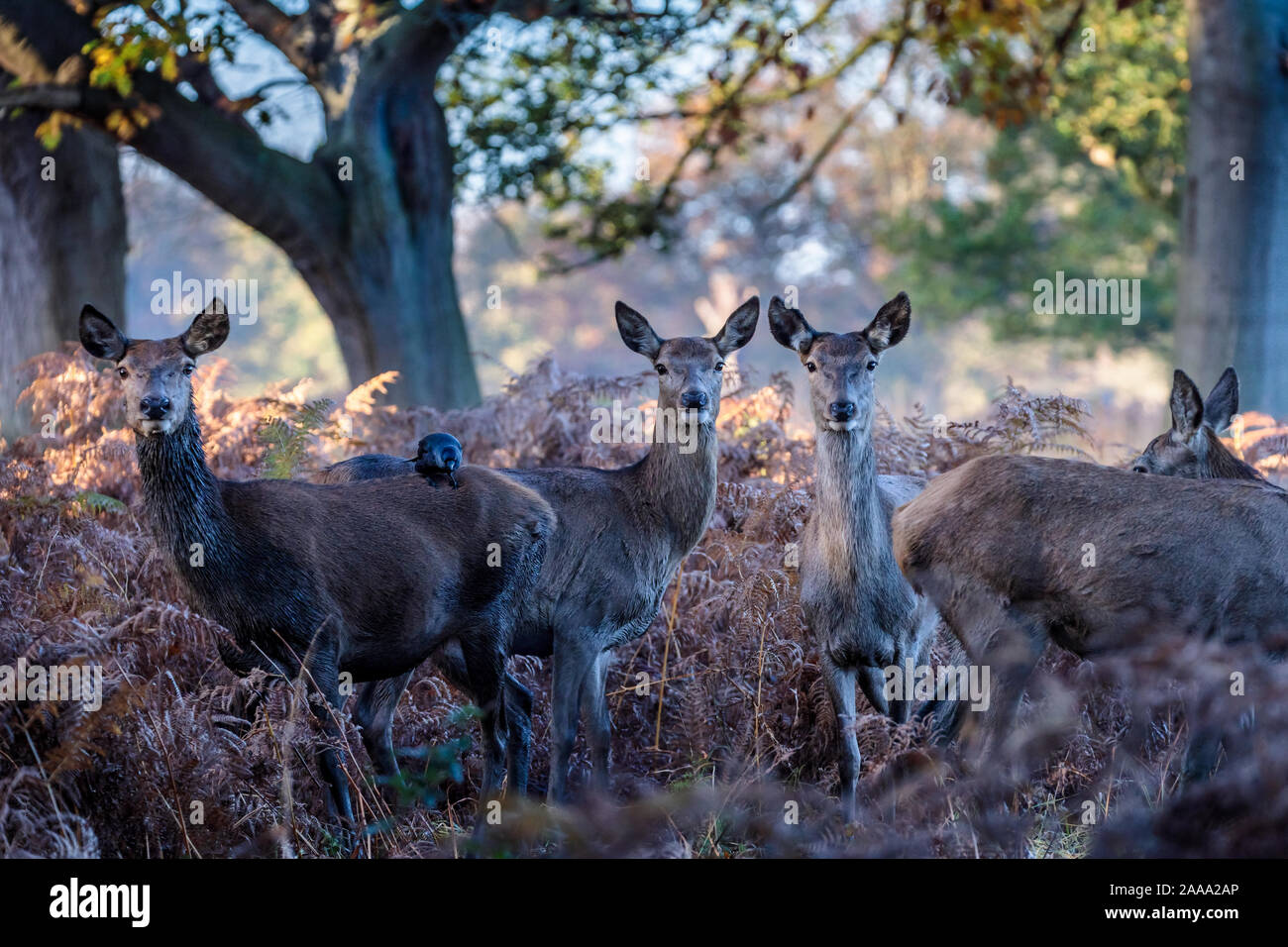 Les jeunes red deer à Richmond Park, London, UK Banque D'Images