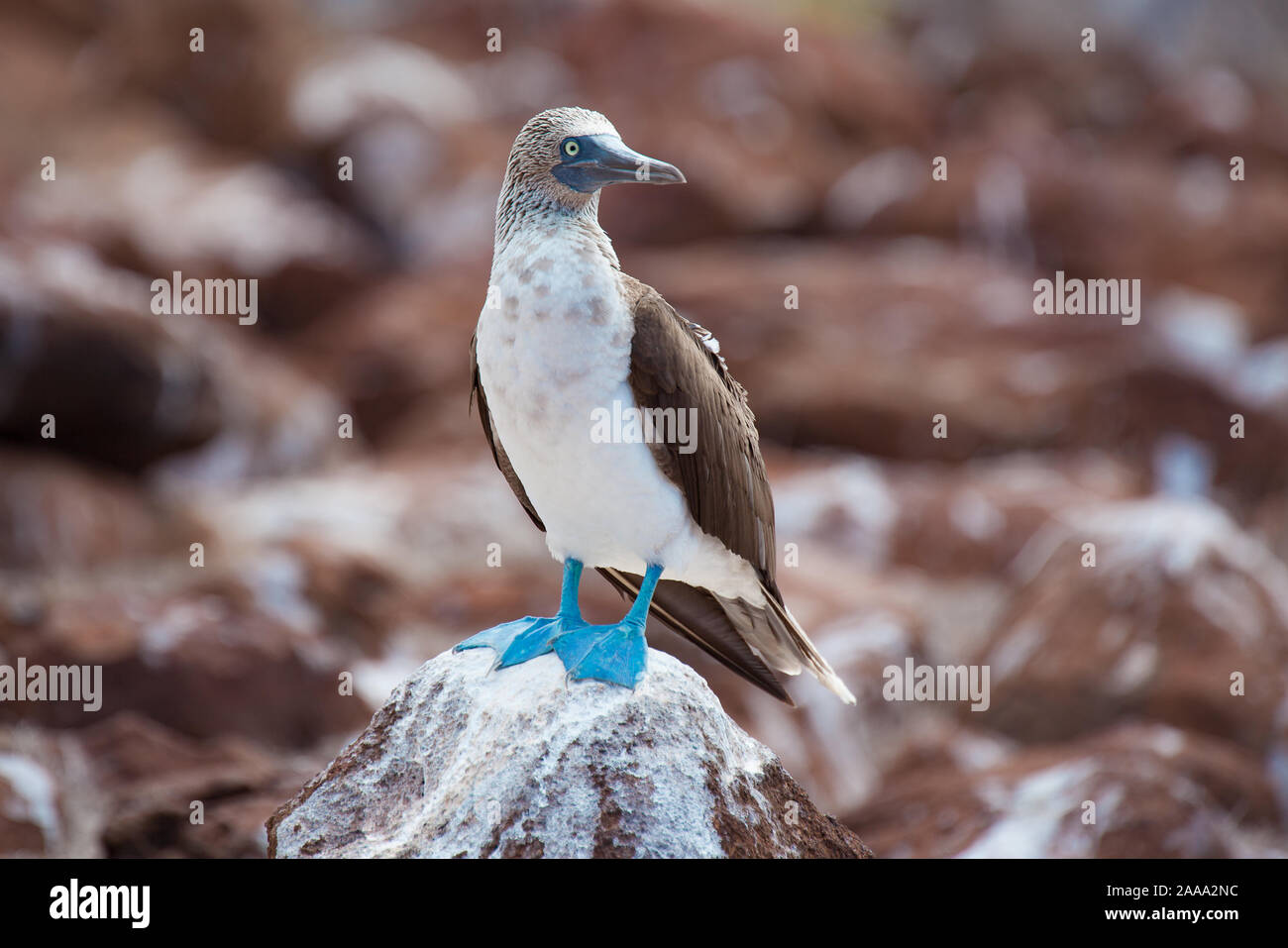 Booby Sula nebouxii (Blue-Footed) sur les îles Galapagos Banque D'Images