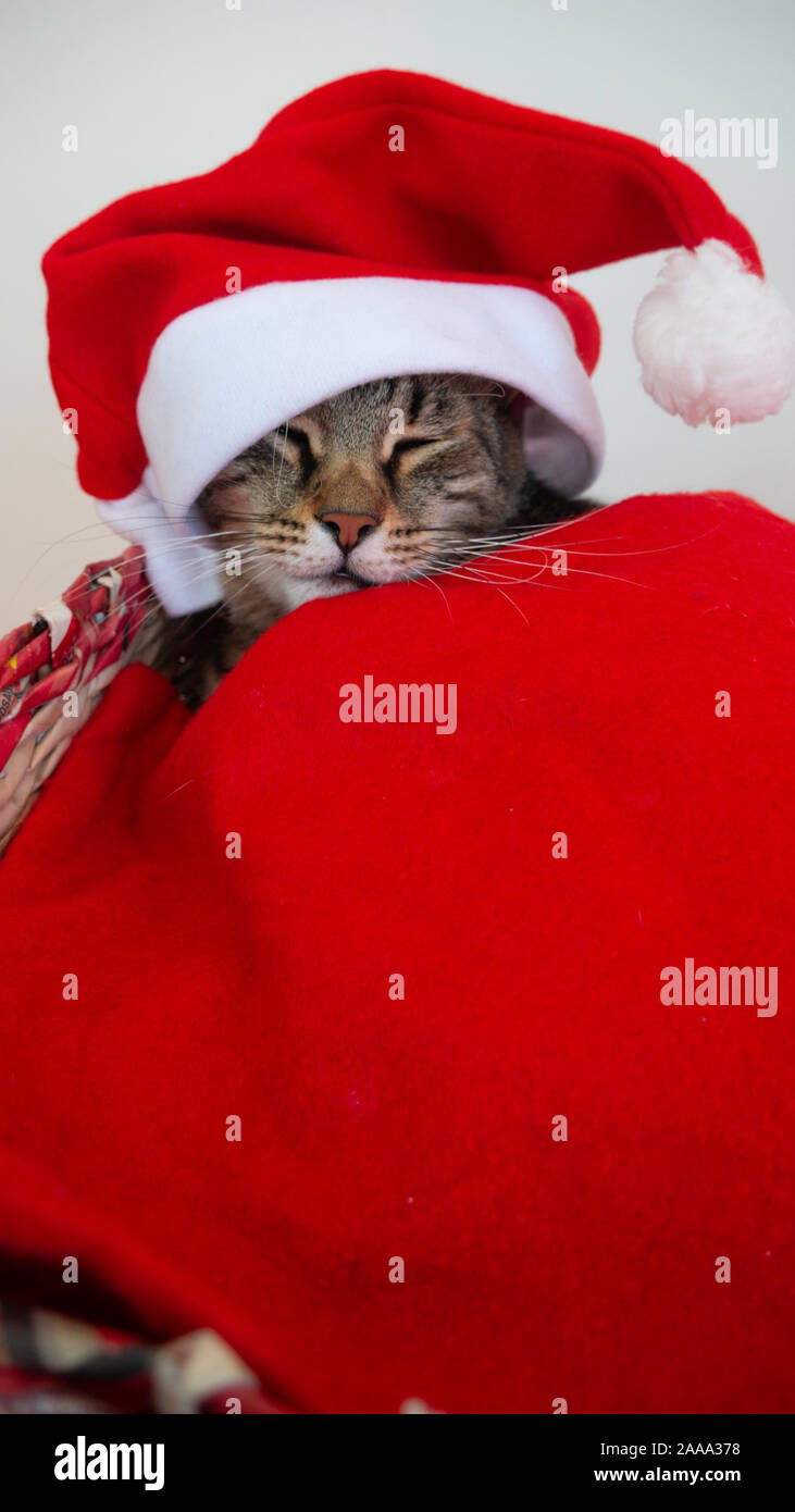 Portrait d'un chat avec couchage rouge Santa Claus hat recouvert d'une couverture rouge. Banque D'Images