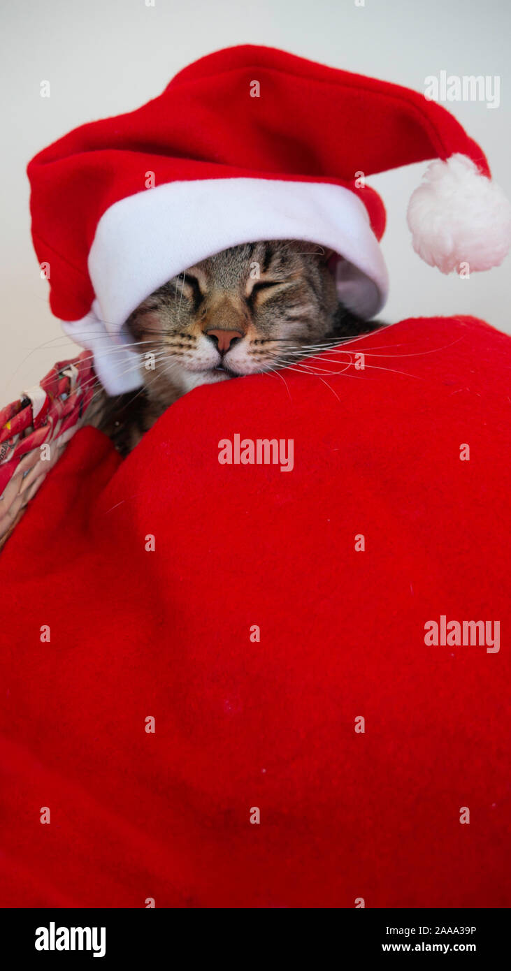 Portrait d'un chat avec couchage rouge Santa Claus hat comme cadeau pour Noël. Banque D'Images