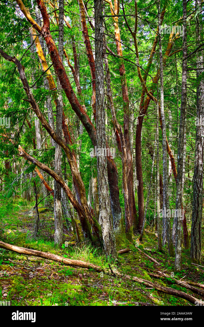 Un stand d'un mélange d'arbres sur un sentier de randonnée sur l'île de Vancouver en Colombie-Britannique, Canada. Banque D'Images