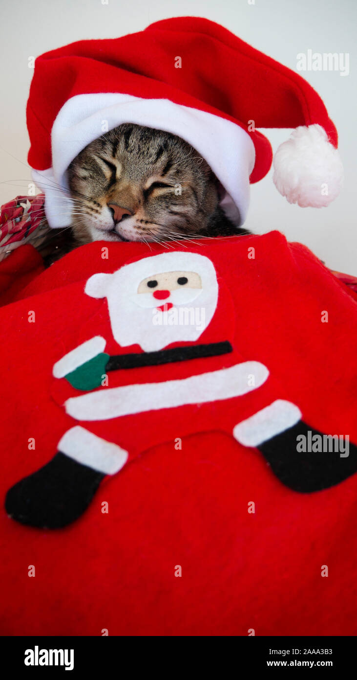 Portrait d'un chat à dormir avec un chapeau de Père Noël et de sa couverture. Banque D'Images