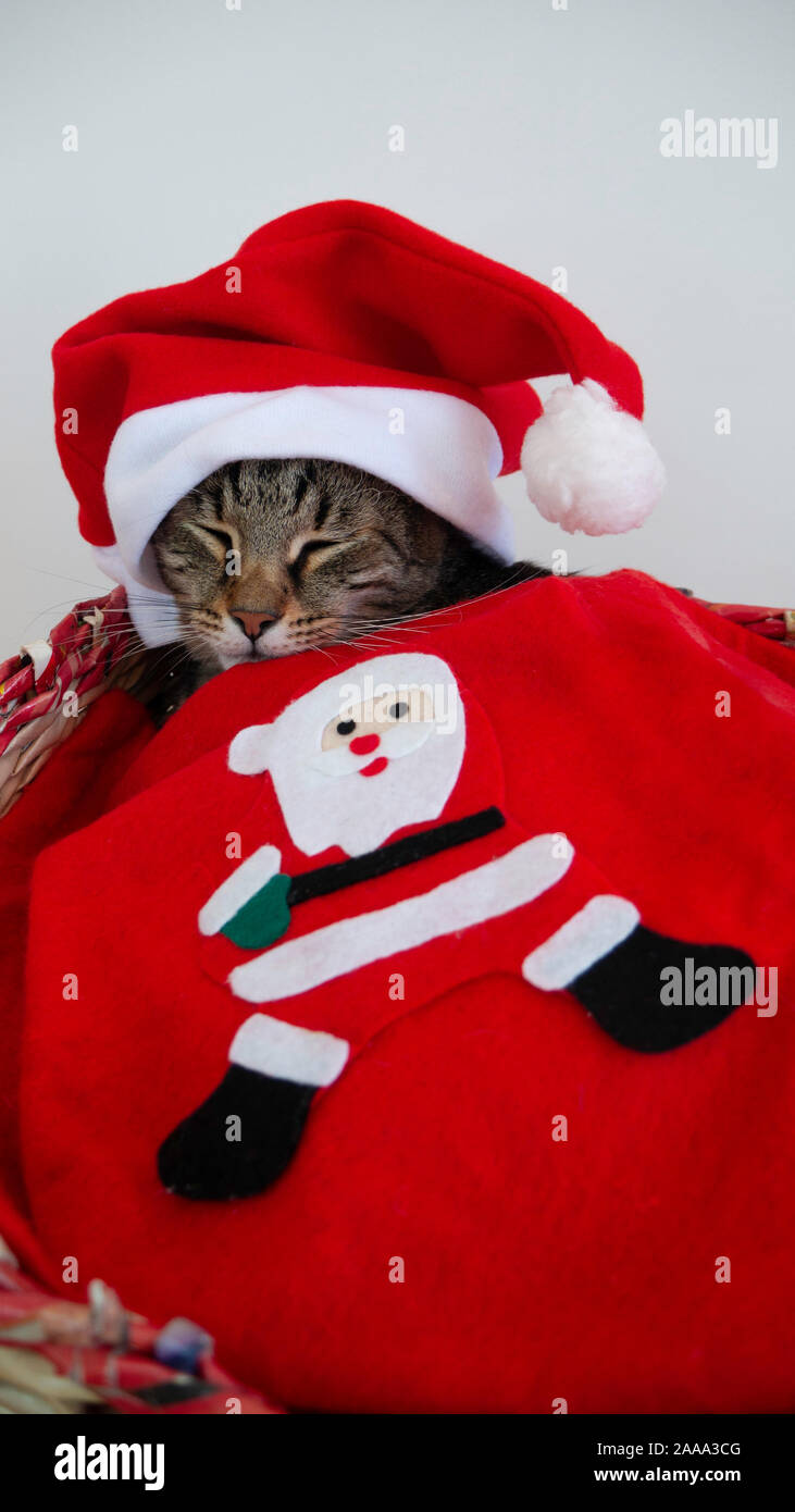 Santa Claus cat sleeping. Banque D'Images