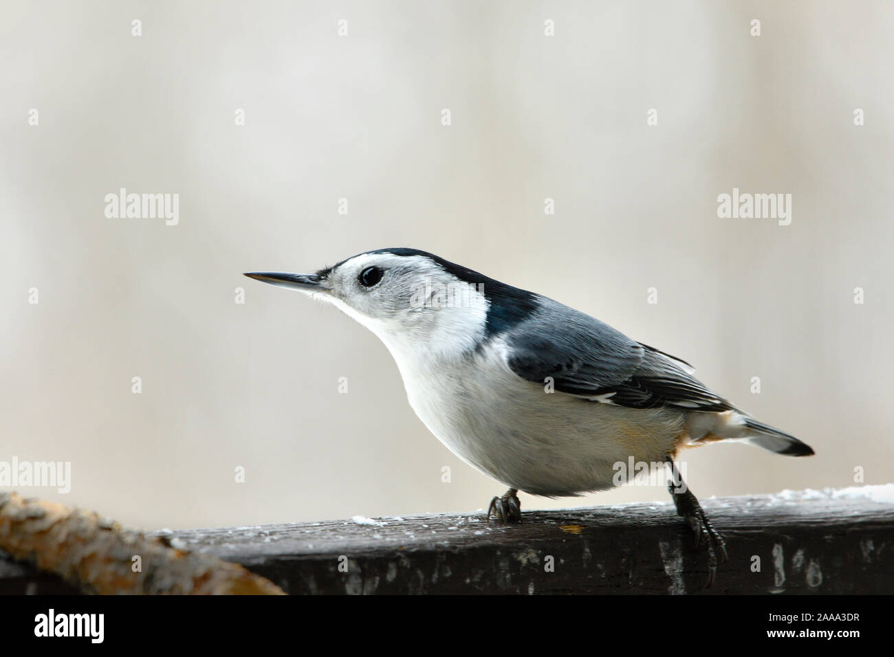 Un blanc-Brested oiseau Sittelle 'Saibt carolinensis', marchant le long d'une rambarde d'un pont dans des régions rurales de l'Alberta, Canada. Banque D'Images