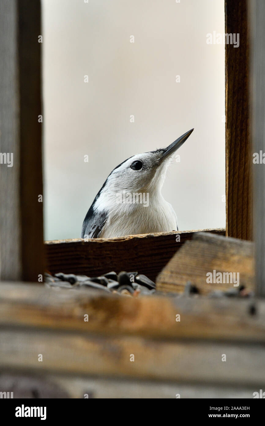 Un White-Brested "oiseau Sittelle aibt carolinensis', peeking up sur le bord d'une mangeoire pour oiseaux sauvages dans des régions rurales de l'Alberta, Canada. Banque D'Images