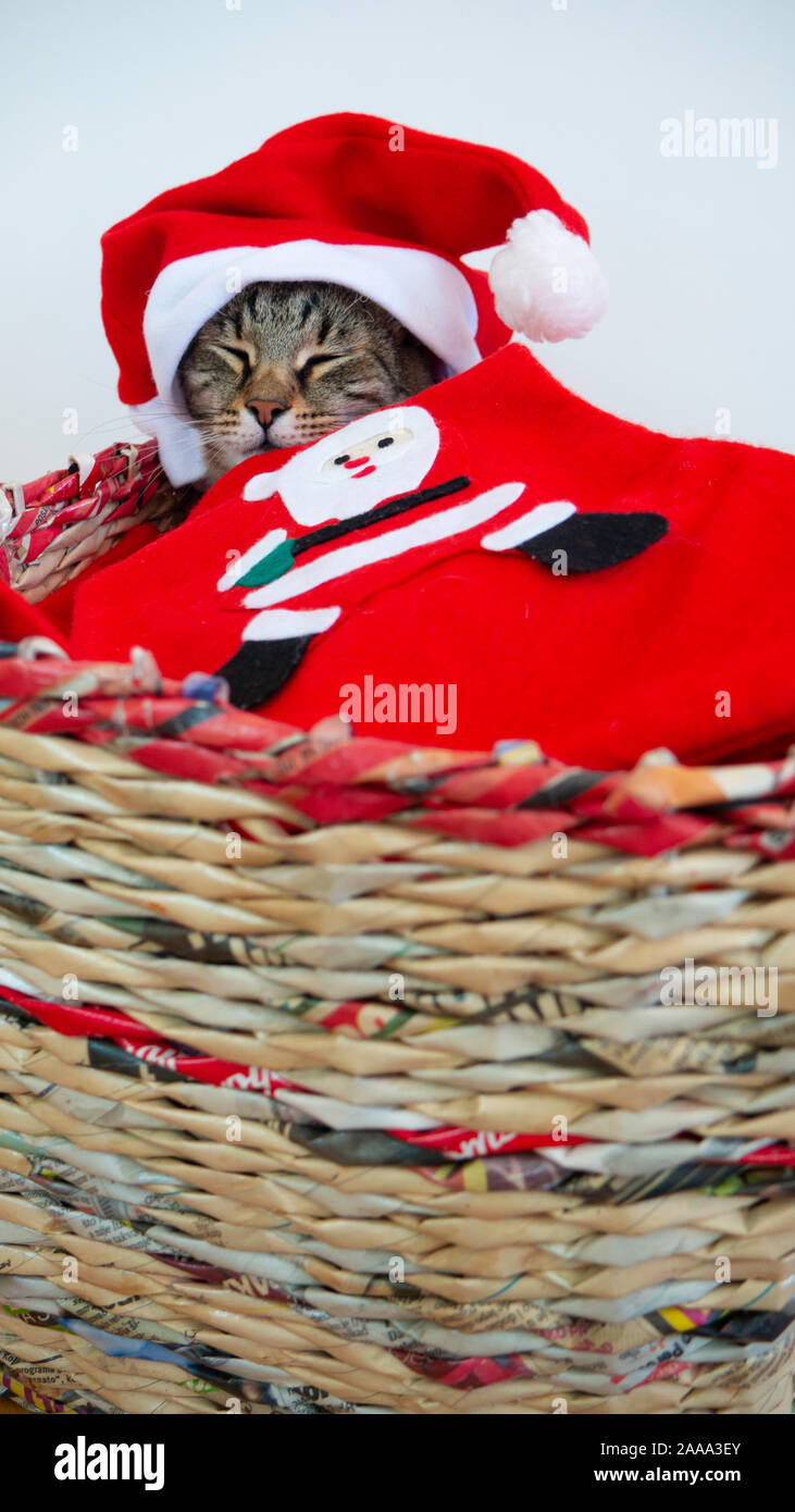 Un chat fatigué s'est endormi dans son lit avant minuit pour le Nouvel An. Banque D'Images