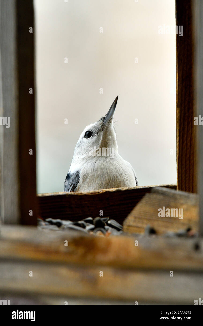 Un White-Brested "oiseau Sittelle aibt carolinensis', peeking up sur le bord d'une mangeoire pour oiseaux sauvages dans des régions rurales de l'Alberta, Canada. Banque D'Images