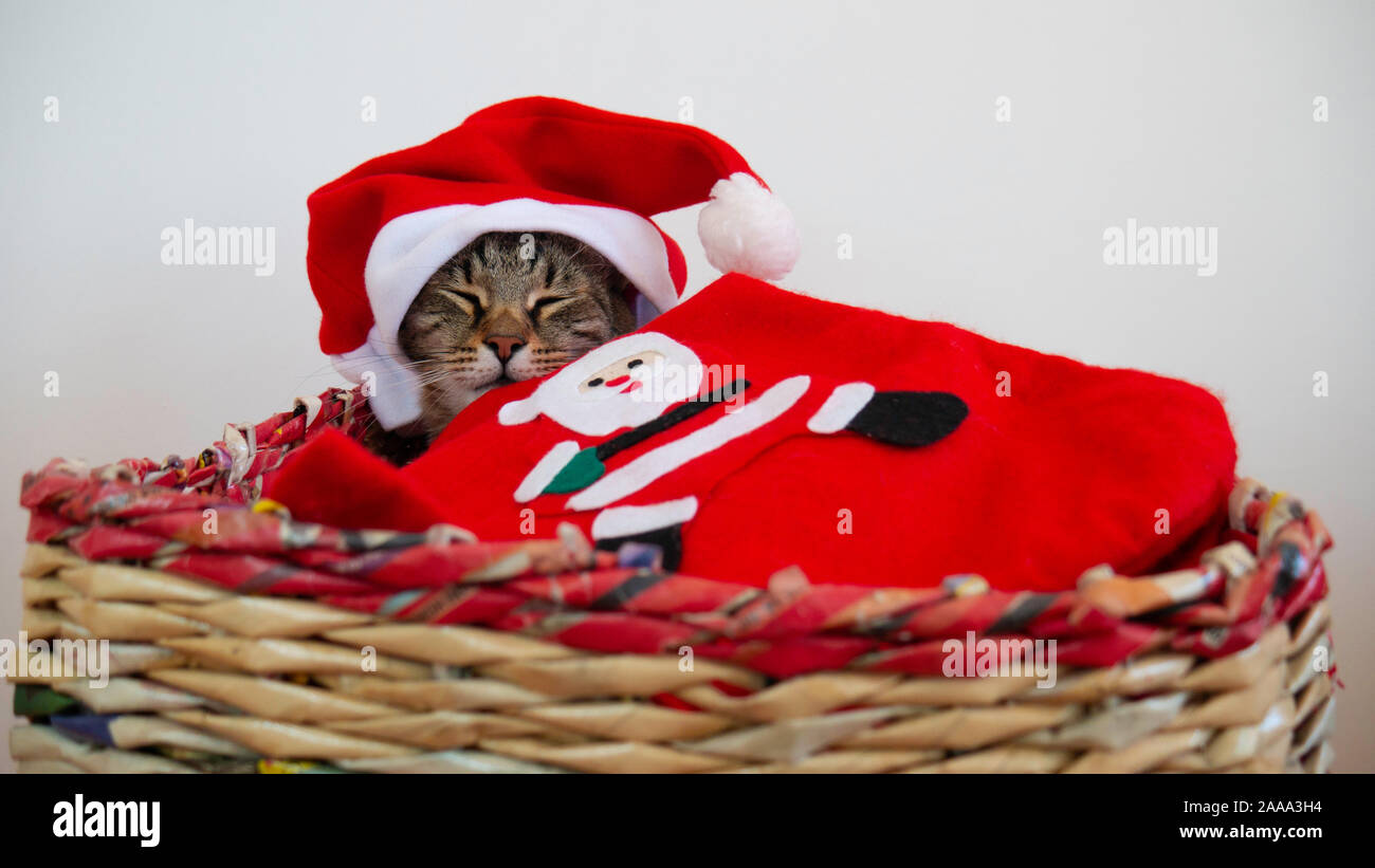 Sleepy hot chat tigré se trouve dans un panier avec rouge Santa Claus hat sur sa tête couverte d'une couverture rouge de Noël avec l'image de Santa. Banque D'Images