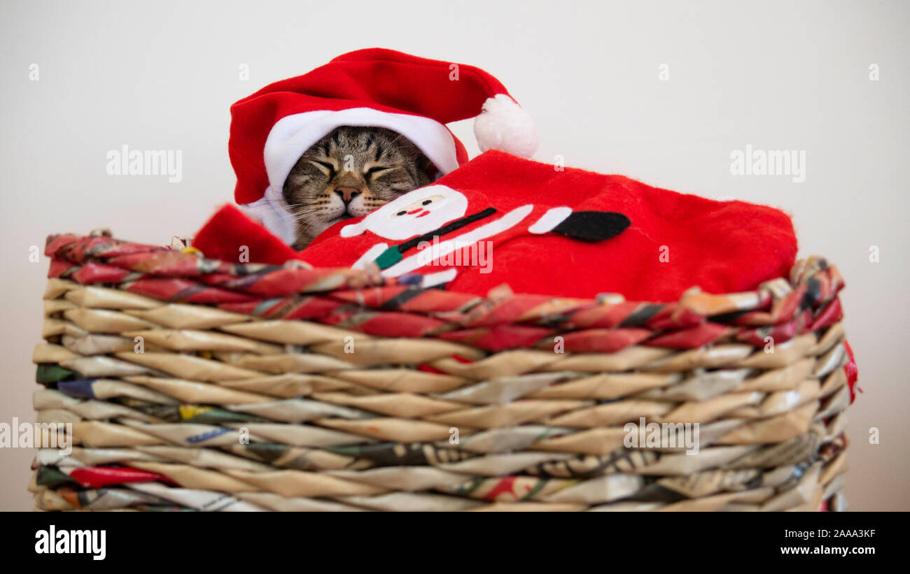 Sleeping cat avec Santa Claus hat et une couverture. Banque D'Images