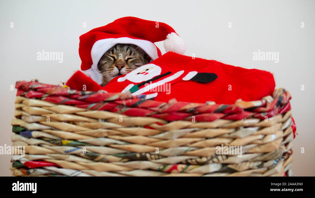 Un chat fatigué s'est endormi dans son lit avant minuit pour le Nouvel An. Banque D'Images