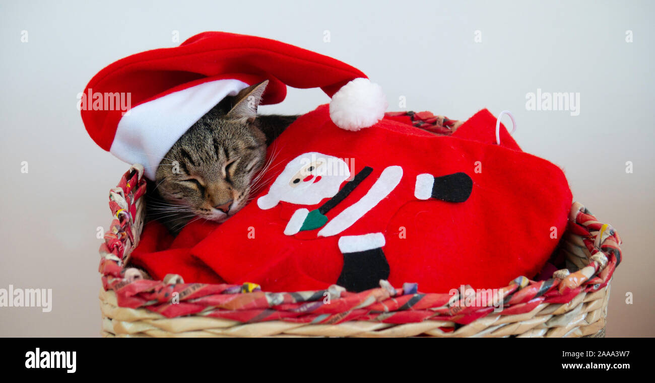 Chat tigré dort sur une veille de Noël. Banque D'Images