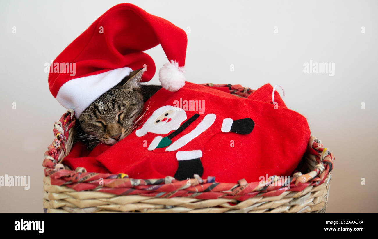 Sommeil de chat dans un panier sur un réveillon du Nouvel An. Banque D'Images