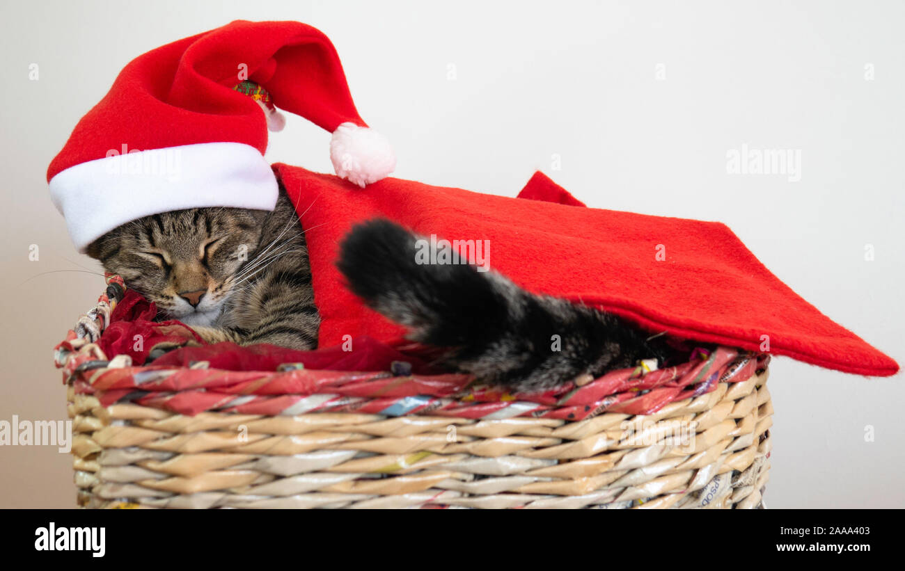 Chat dormant dans un panier habillé de Père Noël avec un chapeau rouge et caché dans une couverture rouge. Banque D'Images