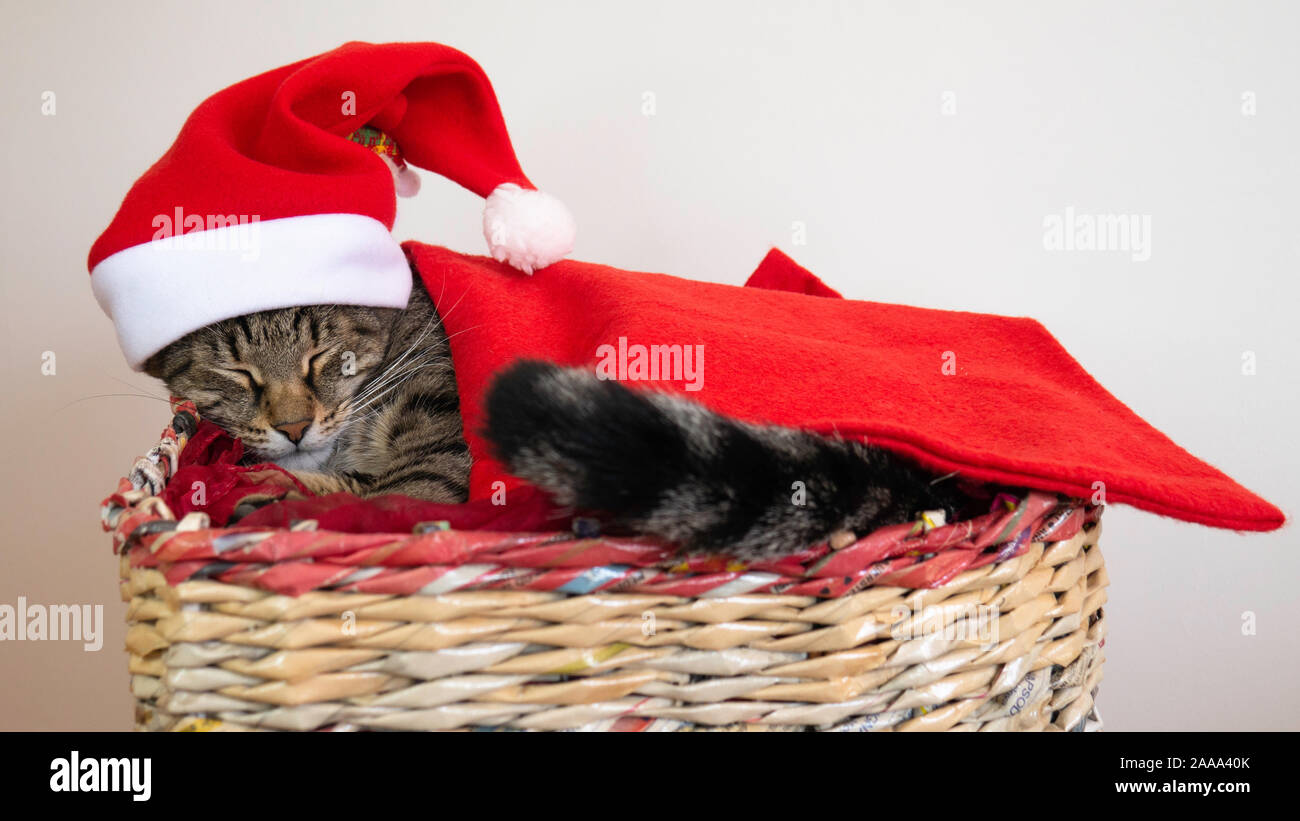 Sommeil de chat dans un panier avec rouge Santa Claus hat sur son siège pendant les vacances de Noël et fêtes de fin d'année. Banque D'Images