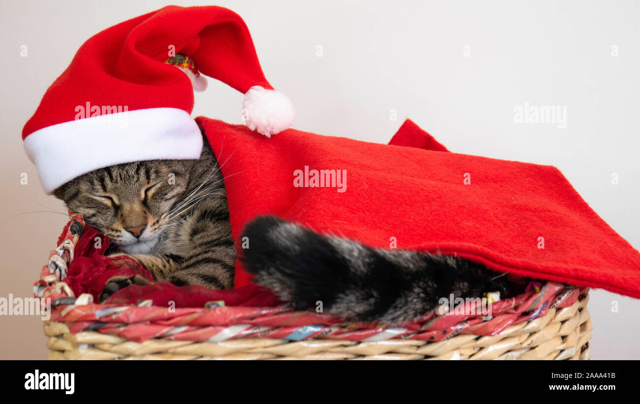 Sommeil de chat dans un panier avec red Santa Claus hat et niché dans une couverture rouge. Banque D'Images