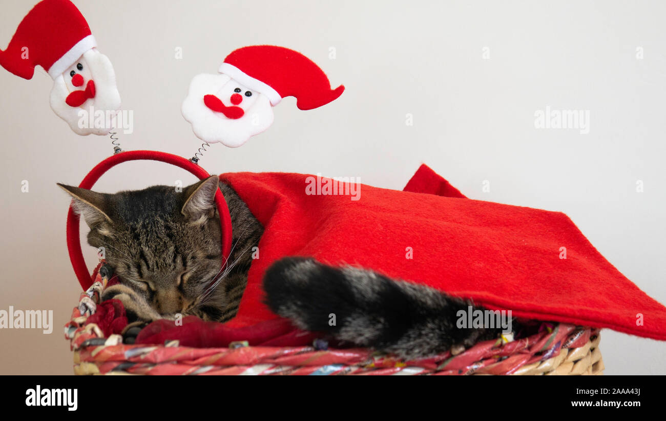 Niché dans un chat couverture rouge avec un bandeau du père Noël pendant les vacances de Noël et fêtes de fin d'année. Banque D'Images