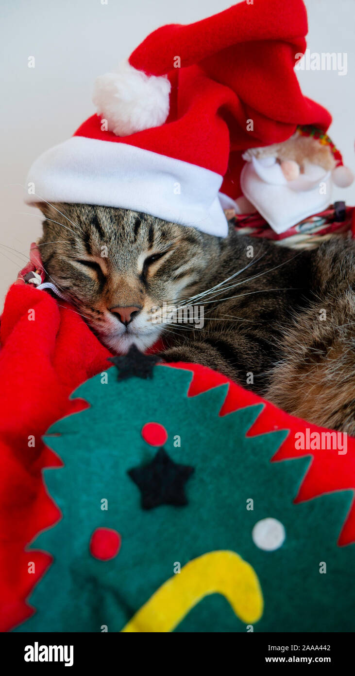 Cat aime Noël et Nouvel An. Banque D'Images