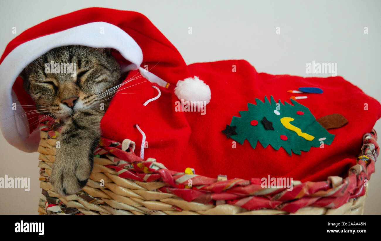Cat est en train de dormir dans un panier pendant la fêtes de Noël et du Nouvel An. Banque D'Images