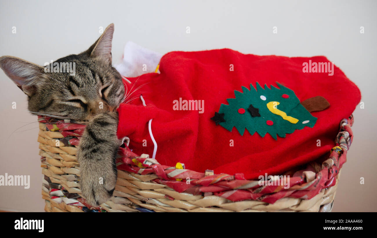 Noël boîte de couchage du chat Banque D'Images