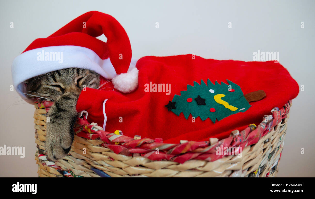 Cat pour Joyeux Noël et Bonne Année. Banque D'Images
