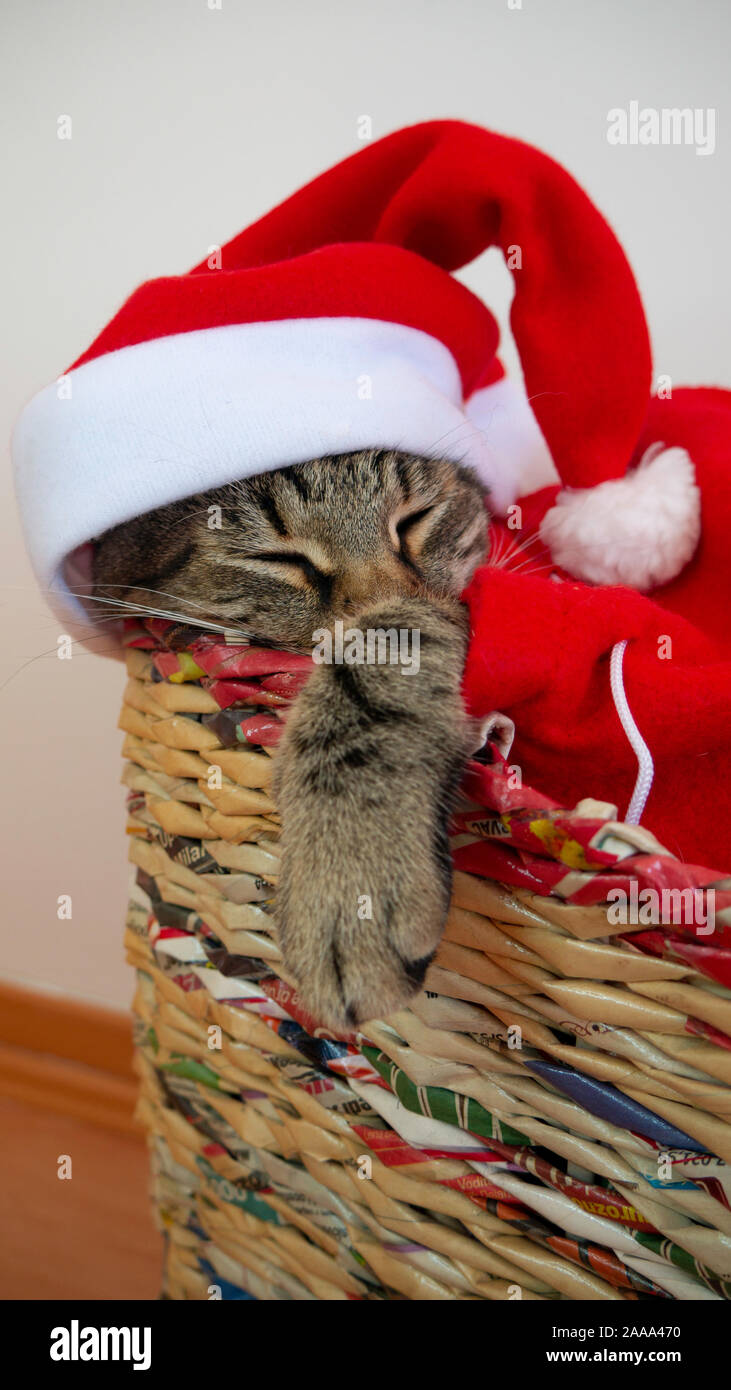 Chat Noël dormir dans un panier. Banque D'Images
