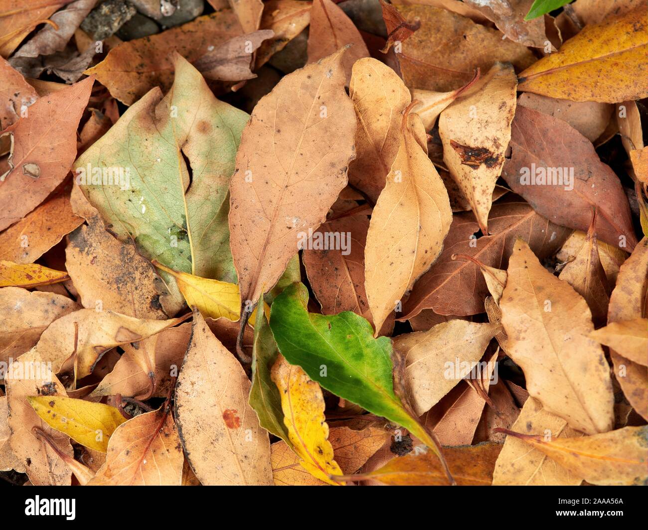 Laurier les feuilles des arbres tombés sur le sol. Vert, olive et brun écorce Banque D'Images