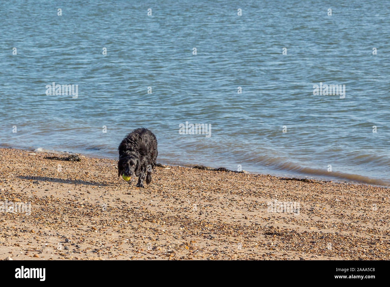 Un chien noir jouant fetch émerge de la mer mouille et s'étend le long de la plage. Banque D'Images