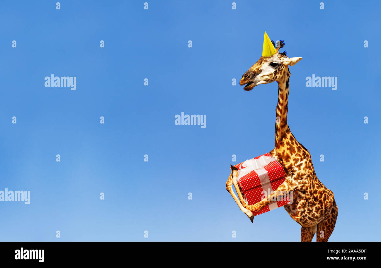 Girafe Avec Cadeau D Anniversaire Et Cap Sur Ciel Bleu Photo Stock Alamy