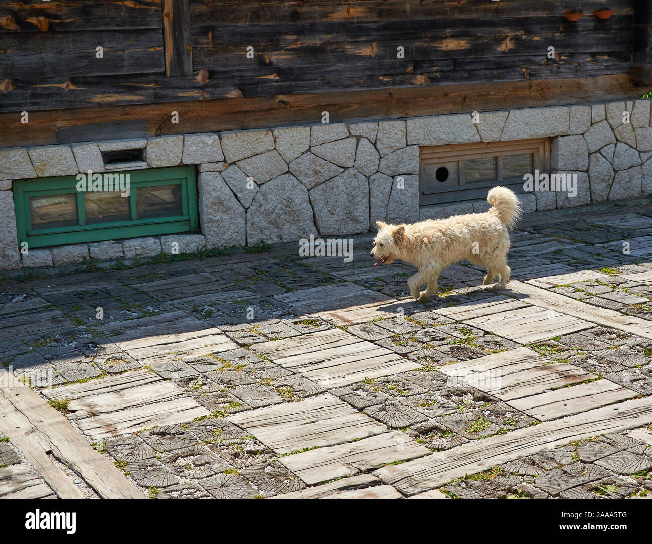 Métis abandonnés chien marche en passant d'une maison de campagne Banque D'Images