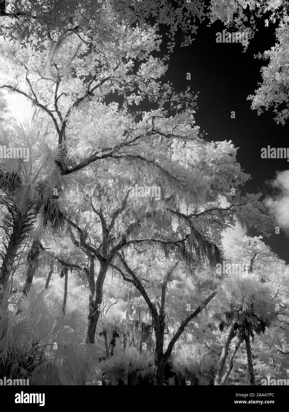 Rouge infrarouge la photographie noir et blanc d'arbres dans le sud-ouest de la Floride Banque D'Images