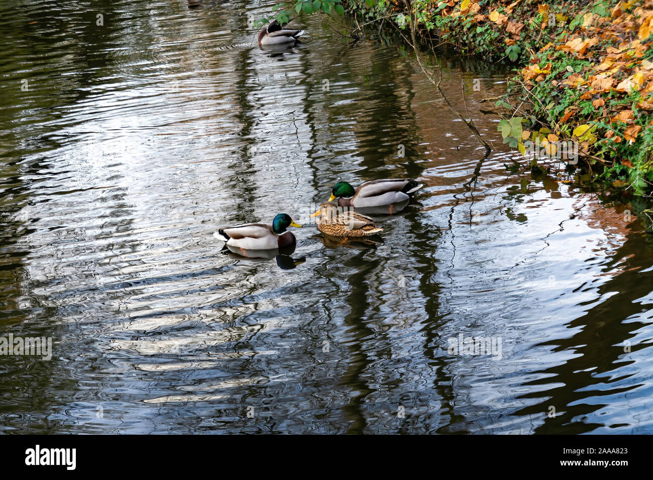 Trois canards en cercle sur un lac Banque D'Images